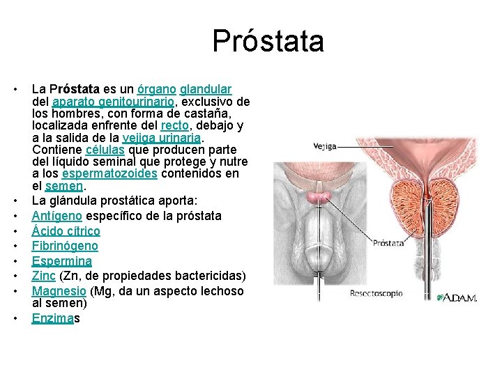 Próstata • • • La Próstata es un órgano glandular del aparato genitourinario, exclusivo