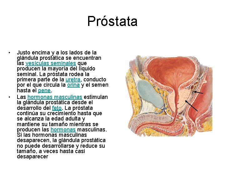 Próstata • • Justo encima y a los lados de la glándula prostática se