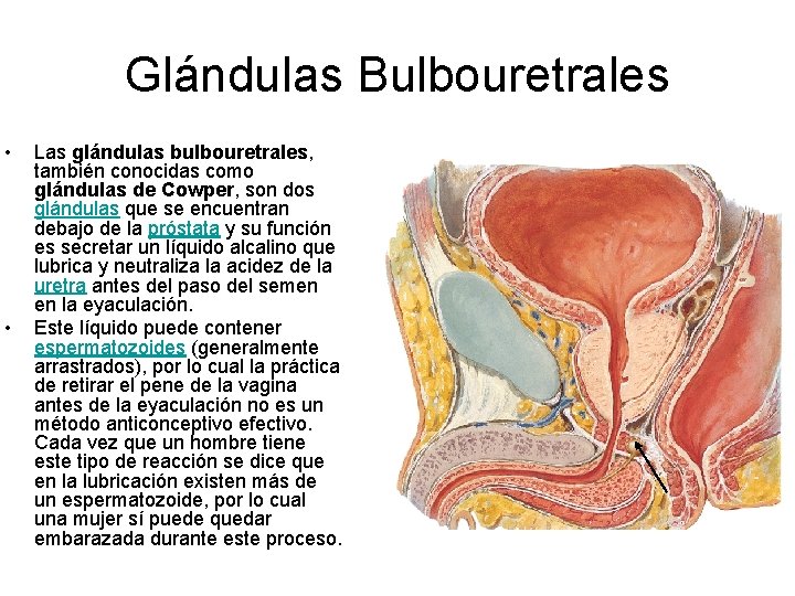 Glándulas Bulbouretrales • • Las glándulas bulbouretrales, también conocidas como glándulas de Cowper, son