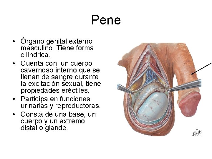 Pene • Órgano genital externo masculino. Tiene forma cilíndrica. • Cuenta con un cuerpo