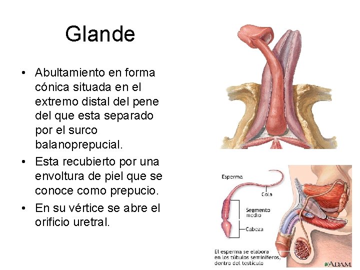 Glande • Abultamiento en forma cónica situada en el extremo distal del pene del