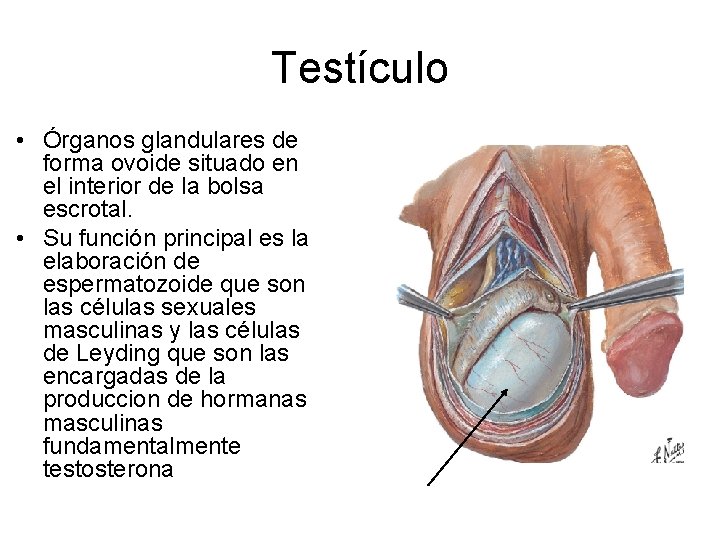 Testículo • Órganos glandulares de forma ovoide situado en el interior de la bolsa
