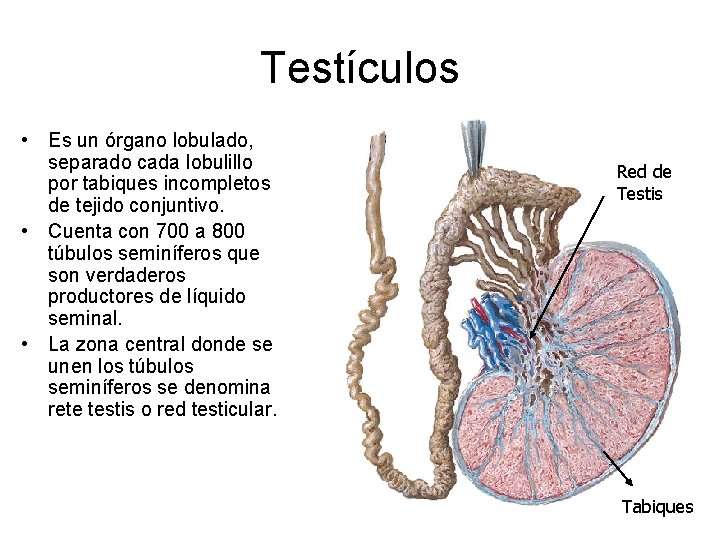 Testículos • Es un órgano lobulado, separado cada lobulillo por tabiques incompletos de tejido