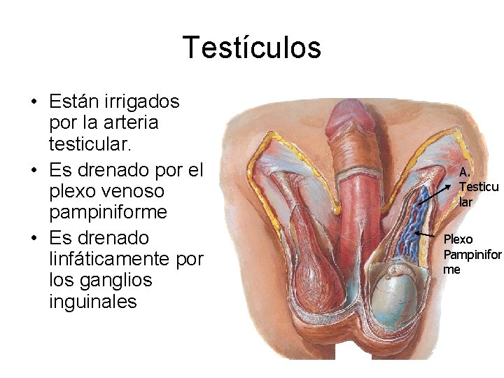 Testículos • Están irrigados por la arteria testicular. • Es drenado por el plexo