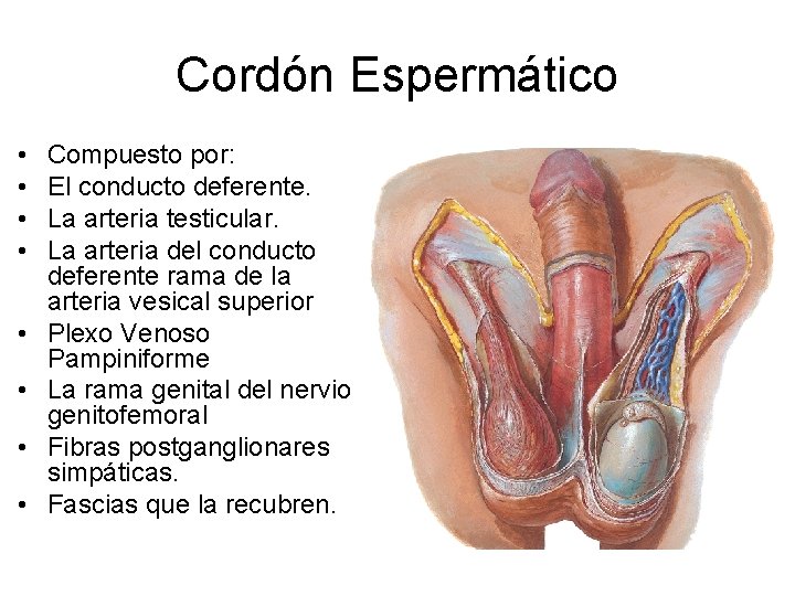 Cordón Espermático • • Compuesto por: El conducto deferente. La arteria testicular. La arteria