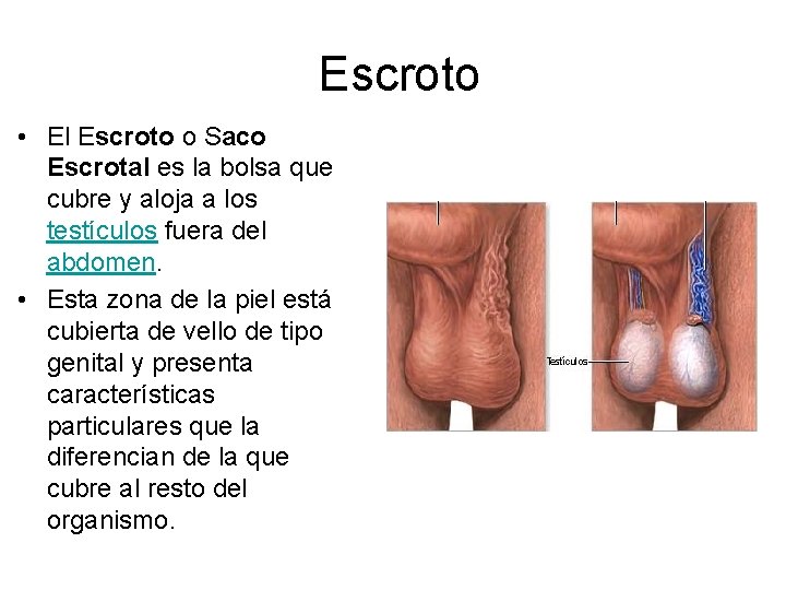 Escroto • El Escroto o Saco Escrotal es la bolsa que cubre y aloja