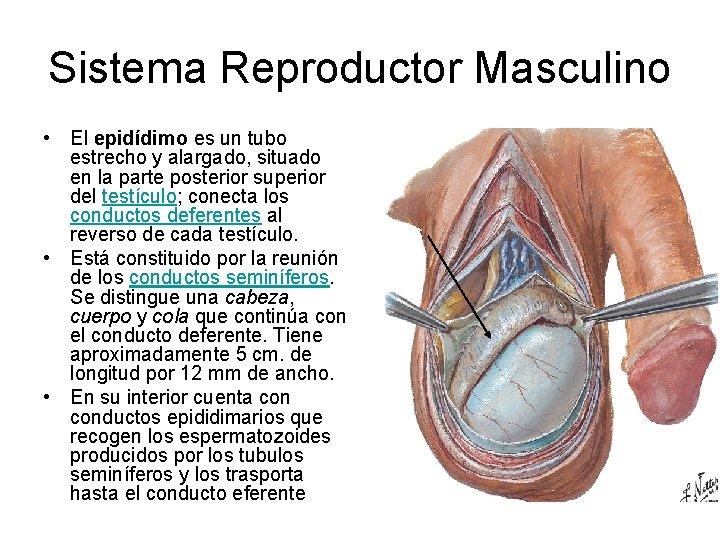 Sistema Reproductor Masculino • El epidídimo es un tubo estrecho y alargado, situado en