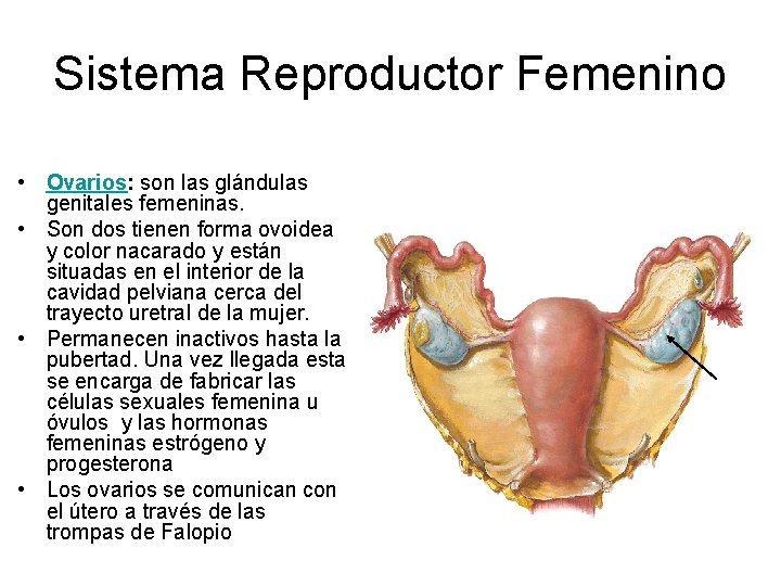 Sistema Reproductor Femenino • Ovarios: son las glándulas genitales femeninas. • Son dos tienen