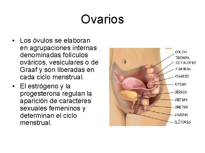 Ovarios • Los óvulos se elaboran en agrupaciones internas denominadas folículos ováricos, vesiculares o