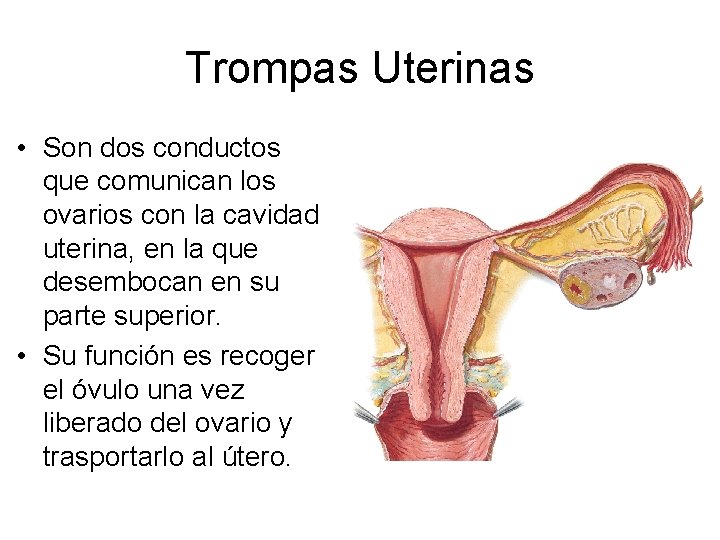Trompas Uterinas • Son dos conductos que comunican los ovarios con la cavidad uterina,