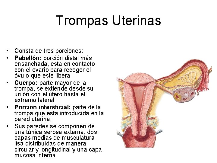 Trompas Uterinas • Consta de tres porciones: • Pabellón: porción distal más ensanchada, esta