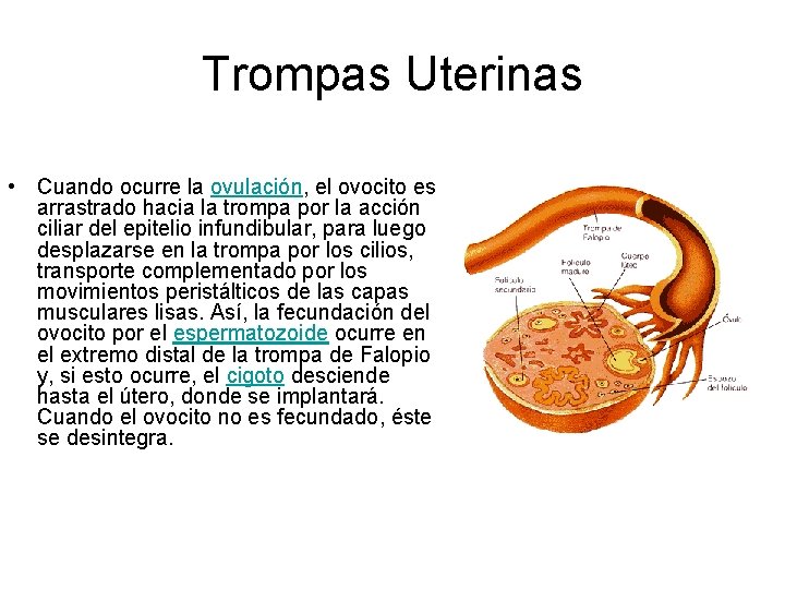 Trompas Uterinas • Cuando ocurre la ovulación, el ovocito es arrastrado hacia la trompa