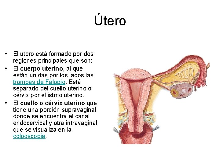 Útero • El útero está formado por dos regiones principales que son: • El