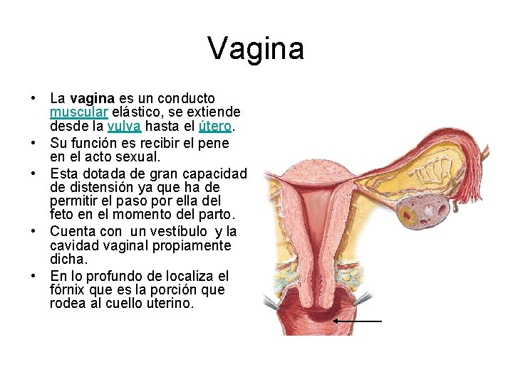Vagina • La vagina es un conducto muscular elástico, se extiende desde la vulva