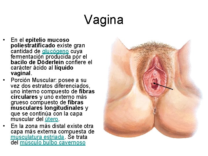 Vagina • En el epitelio mucoso poliestratificado existe gran cantidad de glucógeno cuya fermentación