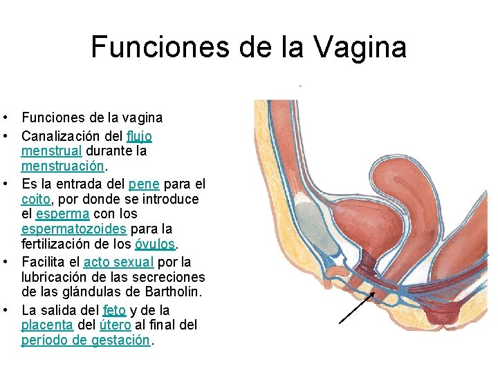 Funciones de la Vagina • Funciones de la vagina • Canalización del flujo menstrual