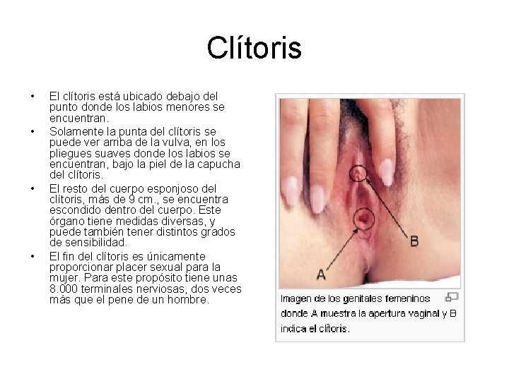 Clítoris • • El clítoris está ubicado debajo del punto donde los labios menores