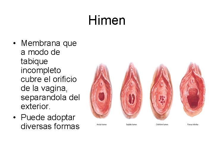 Himen • Membrana que a modo de tabique incompleto cubre el orificio de la