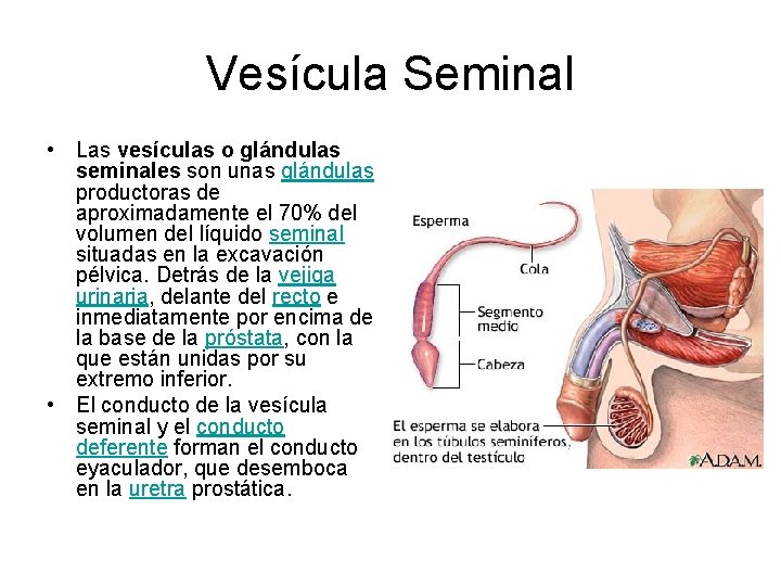 Vesícula Seminal • Las vesículas o glándulas seminales son unas glándulas productoras de aproximadamente