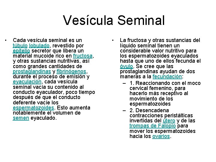 Vesícula Seminal • Cada vesícula seminal es un túbulo lobulado, revestido por epitelio secretor
