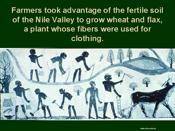 Farmers took advantage of the fertile soil of the Nile Valley to grow wheat