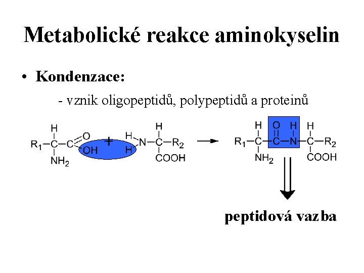 Metabolické reakce aminokyselin • Kondenzace: - vznik oligopeptidů, polypeptidů a proteinů peptidová vazba 