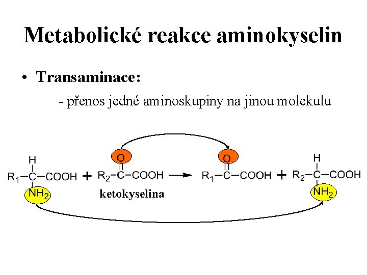 Metabolické reakce aminokyselin • Transaminace: - přenos jedné aminoskupiny na jinou molekulu ketokyselina 