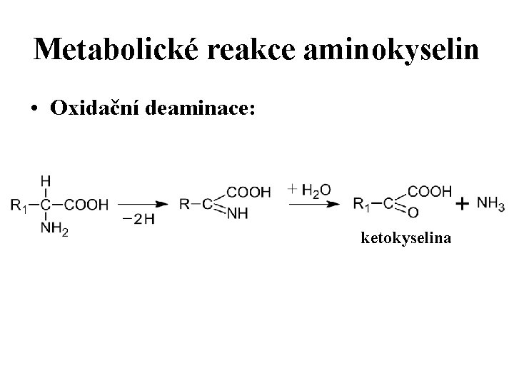 Metabolické reakce aminokyselin • Oxidační deaminace: ketokyselina 