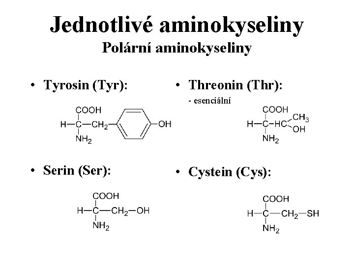 Jednotlivé aminokyseliny Polární aminokyseliny • Tyrosin (Tyr): • Threonin (Thr): - esenciální • Serin