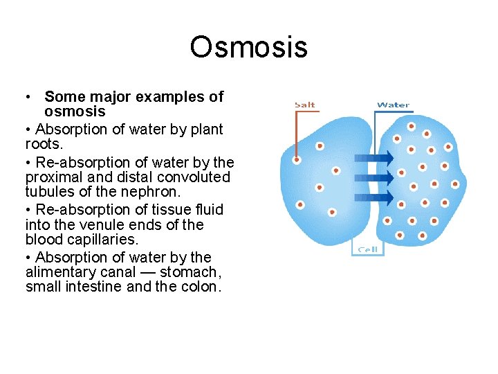 Osmosis • Some major examples of osmosis • Absorption of water by plant roots.