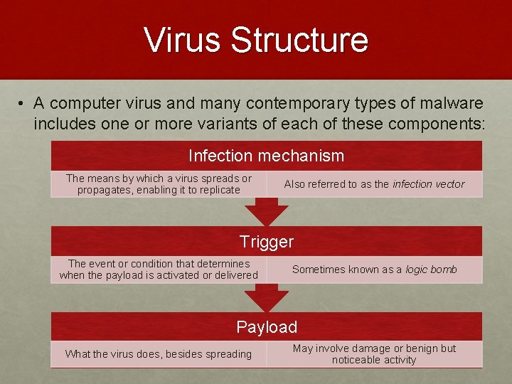 Virus Structure • A computer virus and many contemporary types of malware includes one