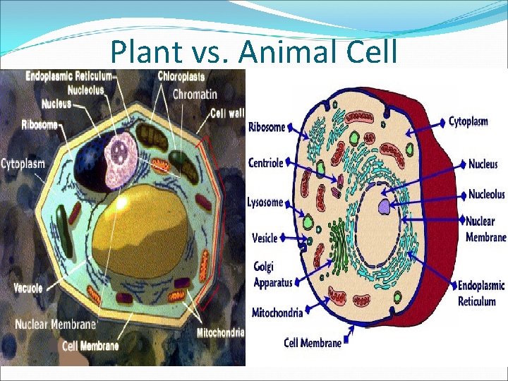 Plant vs. Animal Cell 