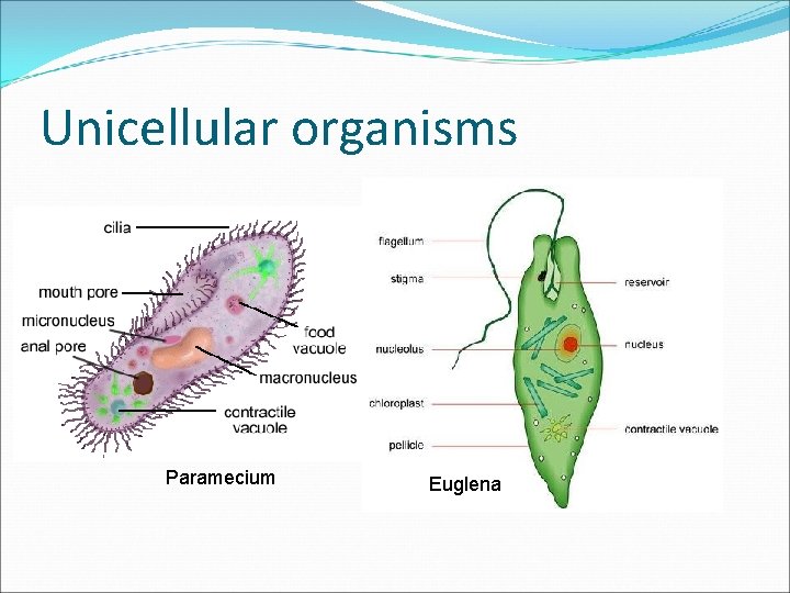 Unicellular organisms Paramecium Euglena 