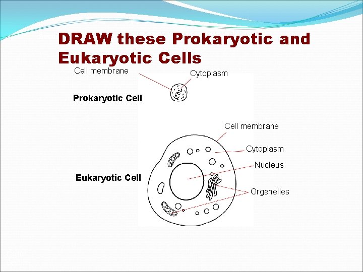 DRAW these Prokaryotic and Eukaryotic Cells Section 7 -1 Cell membrane Cytoplasm Prokaryotic Cell