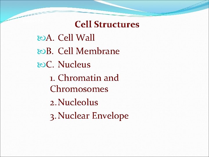 Cell Structures A. Cell Wall B. Cell Membrane C. Nucleus 1. Chromatin and Chromosomes