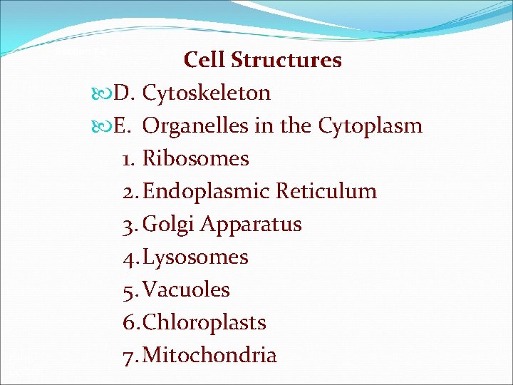 Cell Structures D. Cytoskeleton E. Organelles in the Cytoplasm 1. Ribosomes 2. Endoplasmic Reticulum