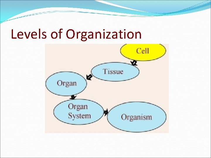 Levels of Organization 