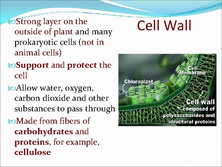  Strong layer on the outside of plant and many prokaryotic cells (not in