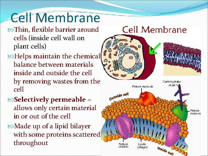 Cell Membrane Thin, flexible barrier around cells (inside cell wall on plant cells) Helps