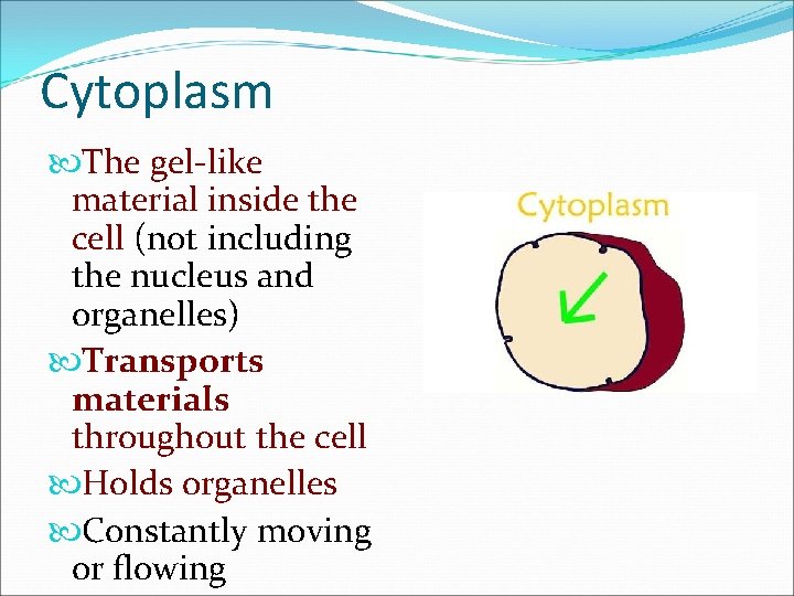 Cytoplasm The gel-like material inside the cell (not including the nucleus and organelles) Transports