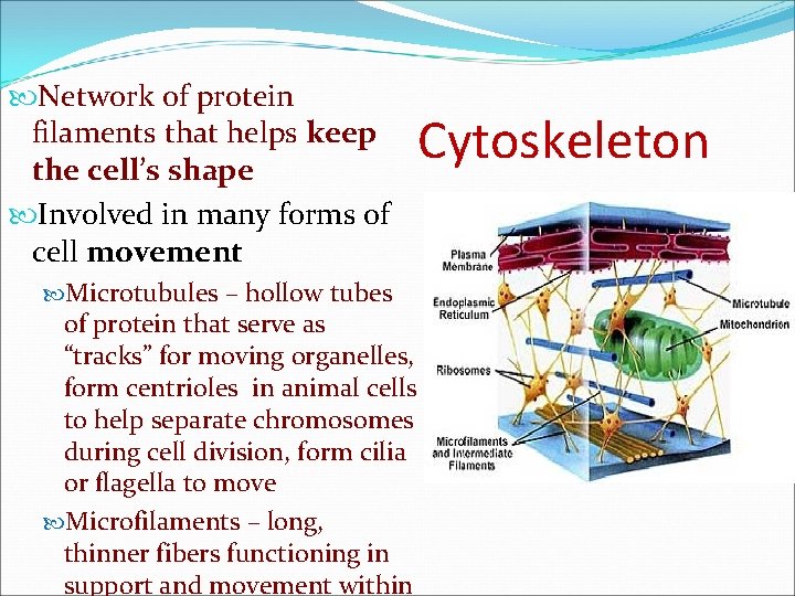  Network of protein filaments that helps keep the cell’s shape Involved in many