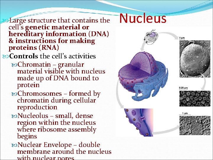  Large structure that contains the cell’s genetic material or hereditary information (DNA) &