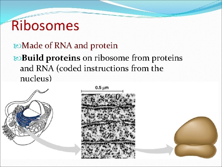 Ribosomes Made of RNA and protein Build proteins on ribosome from proteins and RNA