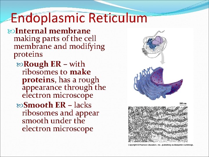 Endoplasmic Reticulum Internal membrane making parts of the cell membrane and modifying proteins Rough