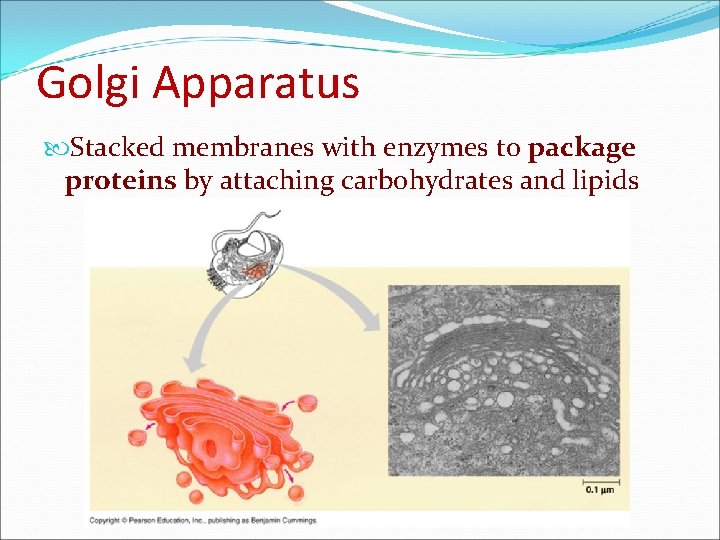 Golgi Apparatus Stacked membranes with enzymes to package proteins by attaching carbohydrates and lipids