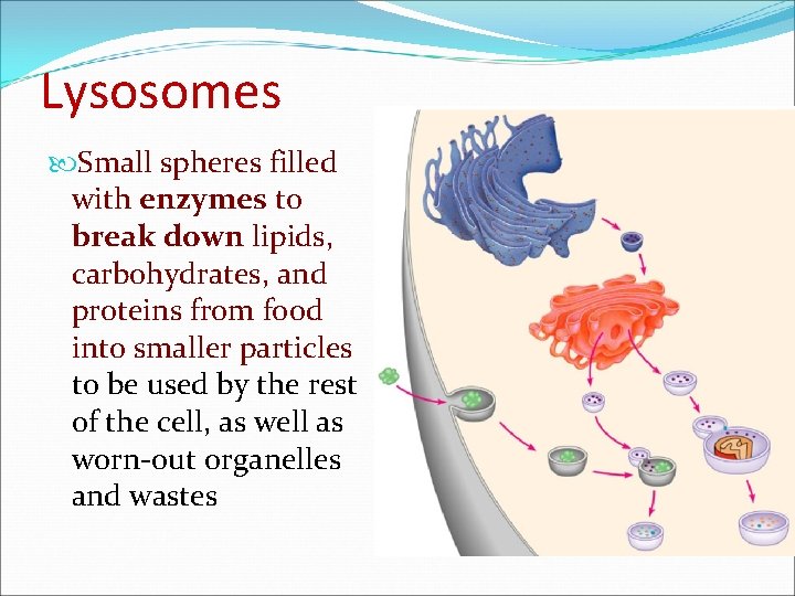 Lysosomes Small spheres filled with enzymes to break down lipids, carbohydrates, and proteins from