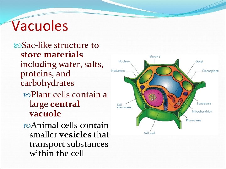 Vacuoles Sac-like structure to store materials including water, salts, proteins, and carbohydrates Plant cells
