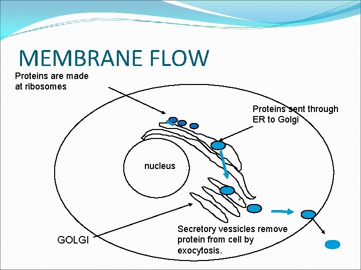 MEMBRANE FLOW Proteins are made at ribosomes Proteins sent through ER to Golgi nucleus