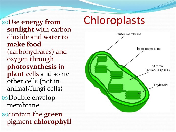 Use energy from sunlight with carbon dioxide and water to make food (carbohydrates)