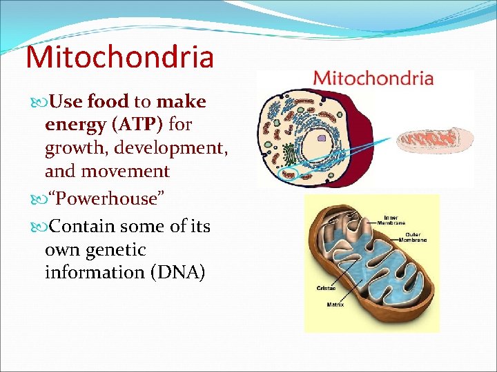 Mitochondria Use food to make energy (ATP) for growth, development, and movement “Powerhouse” Contain